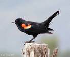 red-winged blackbird